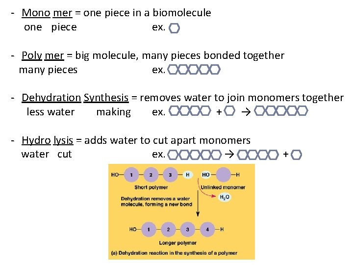 - Mono mer = one piece in a biomolecule one piece ex. - Poly