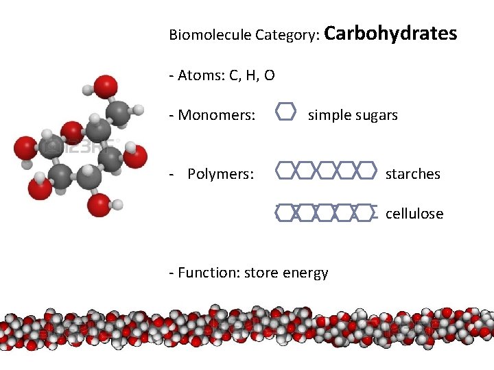 Biomolecules What are the 4 most commonly used