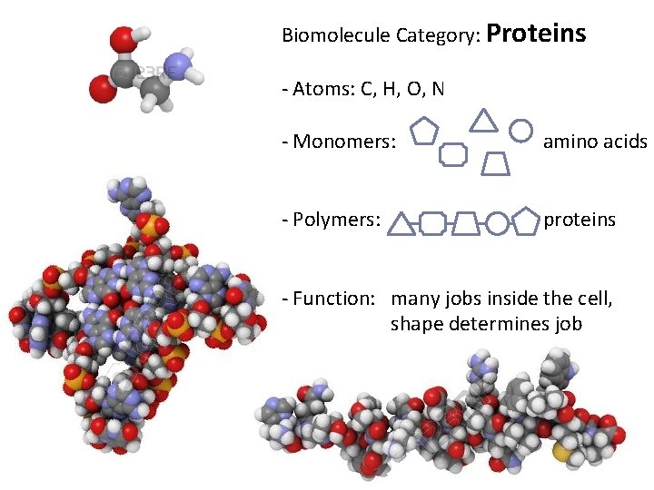 Biomolecule Category: Proteins - Atoms: C, H, O, N - Monomers: amino acids -