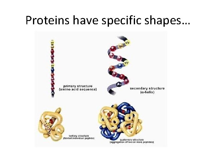 Proteins have specific shapes… 