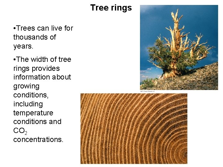 Tree rings • Trees can live for thousands of years. • The width of