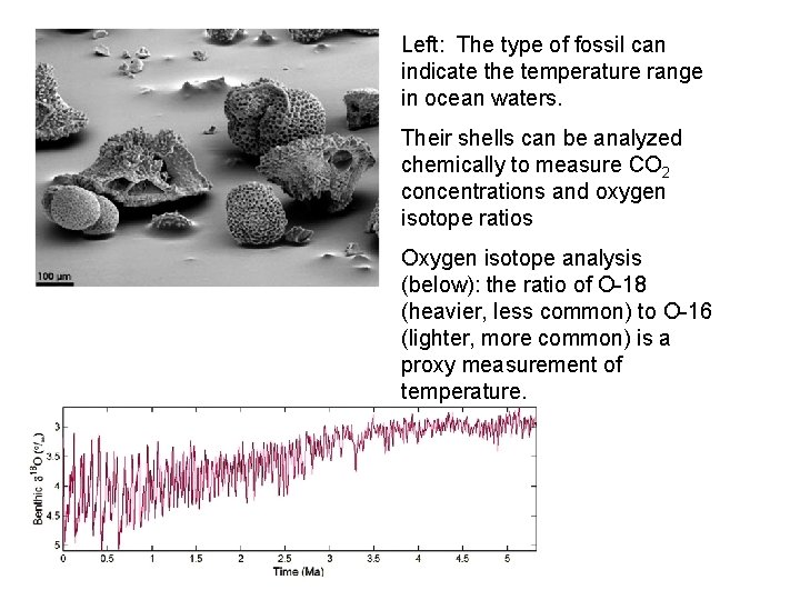 Left: The type of fossil can indicate the temperature range in ocean waters. Their