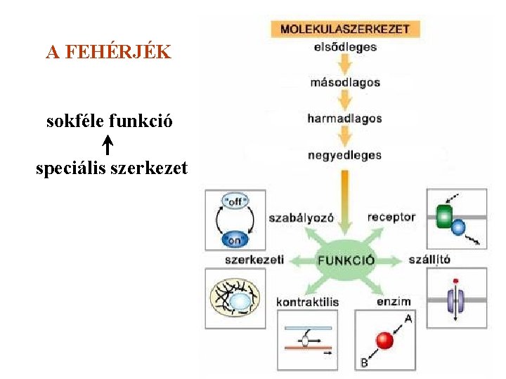 A FEHÉRJÉK sokféle funkció speciális szerkezet 