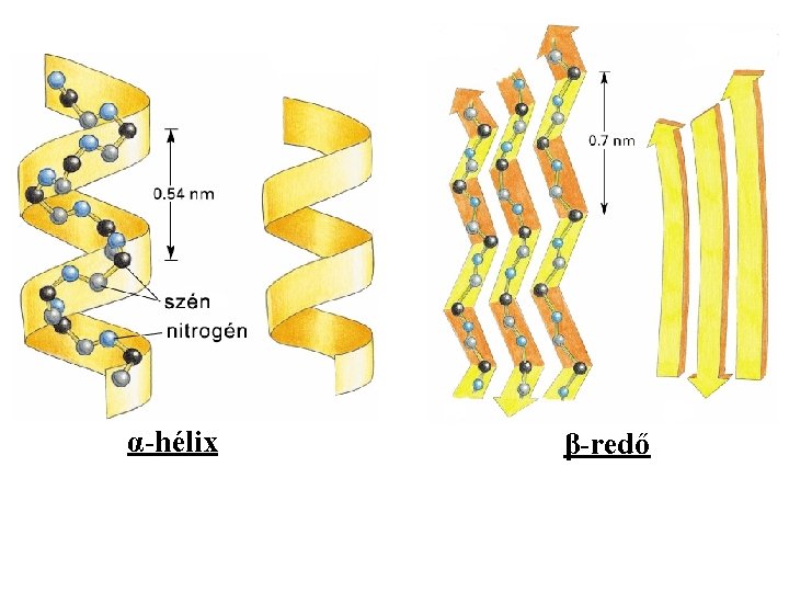 α-hélix β-redő 