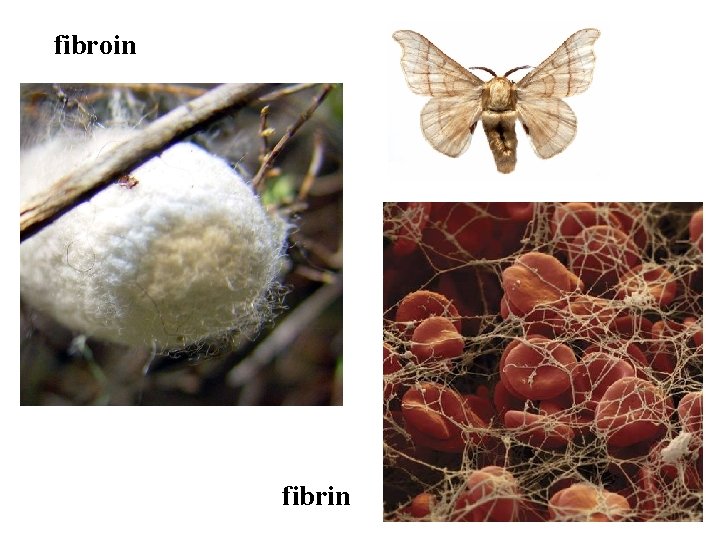 fibroin fibrin 