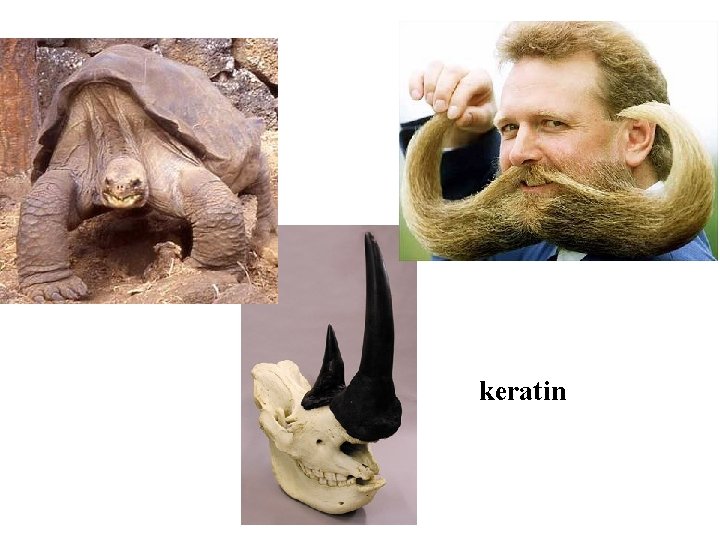 keratin 