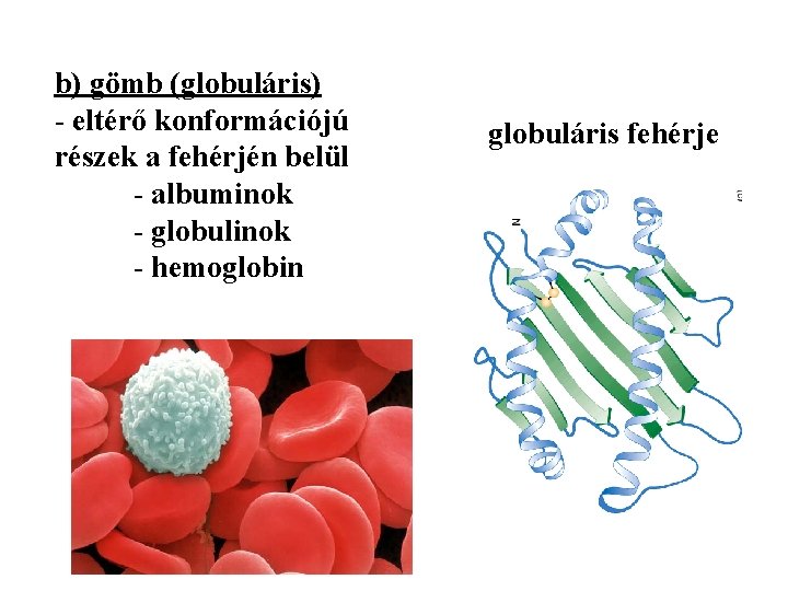 b) gömb (globuláris) - eltérő konformációjú részek a fehérjén belül - albuminok - globulinok