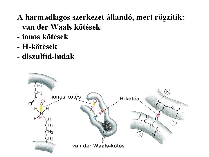 A harmadlagos szerkezet állandó, mert rögzítik: - van der Waals kötések - ionos kötések