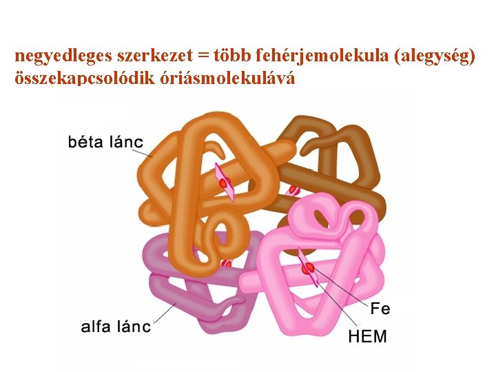 negyedleges szerkezet = több fehérjemolekula (alegység) összekapcsolódik óriásmolekulává 