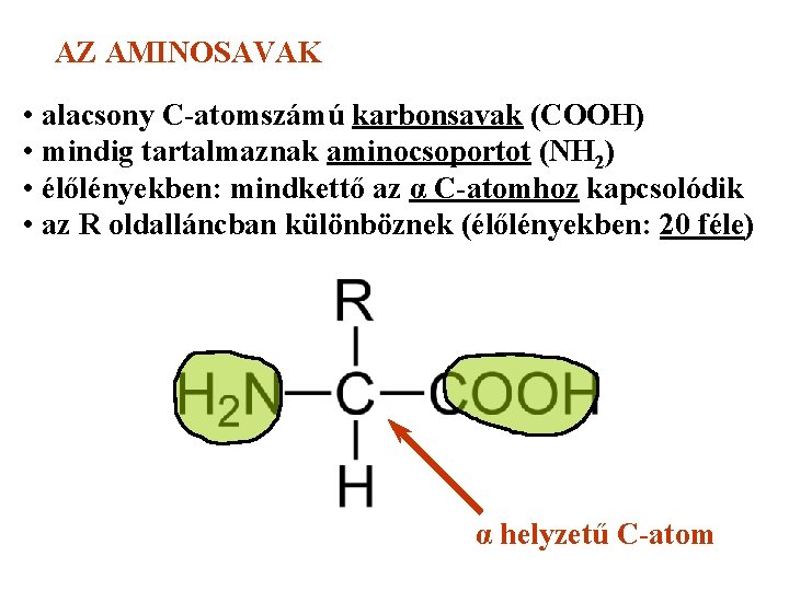 AZ AMINOSAVAK • alacsony C-atomszámú karbonsavak (COOH) • mindig tartalmaznak aminocsoportot (NH 2) •