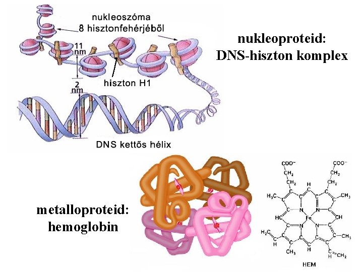 nukleoproteid: DNS-hiszton komplex metalloproteid: hemoglobin 