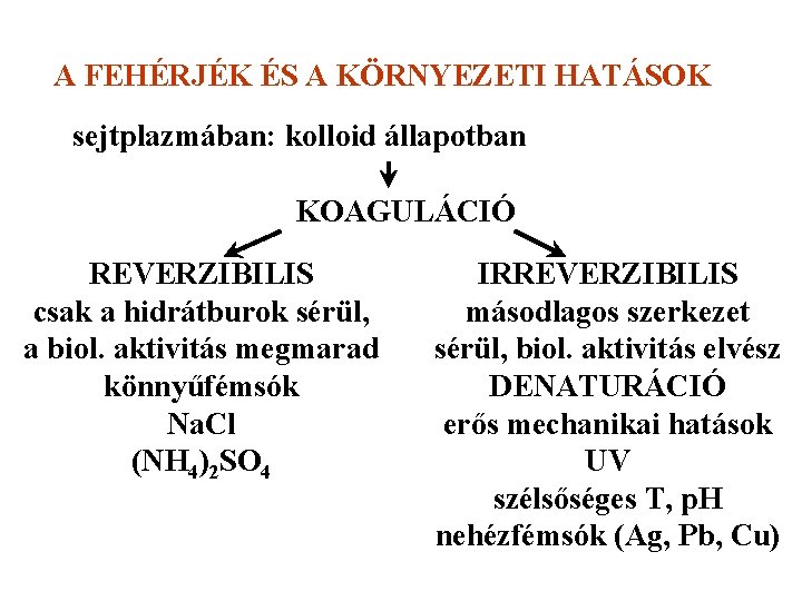 A FEHÉRJÉK ÉS A KÖRNYEZETI HATÁSOK sejtplazmában: kolloid állapotban KOAGULÁCIÓ REVERZIBILIS csak a hidrátburok