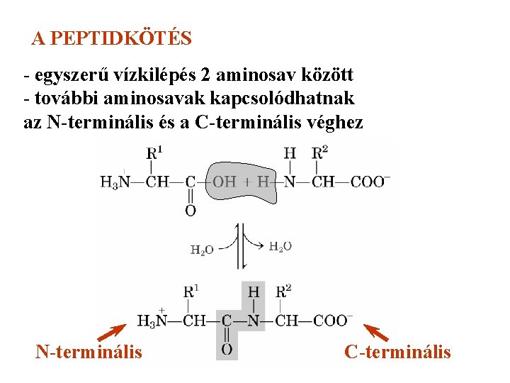A PEPTIDKÖTÉS - egyszerű vízkilépés 2 aminosav között - további aminosavak kapcsolódhatnak az N-terminális