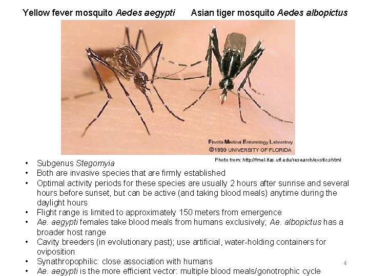 Yellow fever mosquito Aedes aegypti • • Asian tiger mosquito Aedes albopictus Photo from: