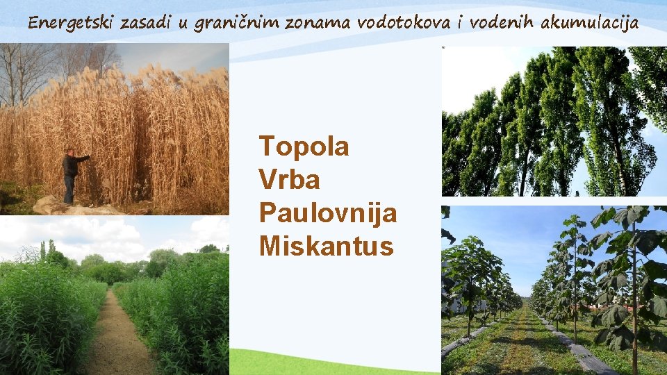 Energetski zasadi u graničnim zonama vodotokova i vodenih akumulacija Topola Vrba Paulovnija Miskantus 