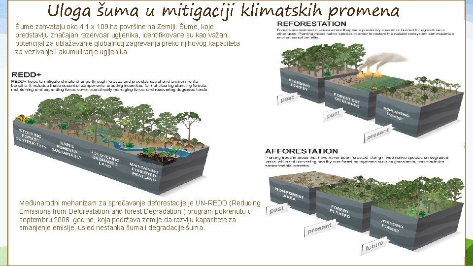 Uloga šuma u mitigaciji klimatskih promena Šume zahvataju oko 4, 1 x 109 ha