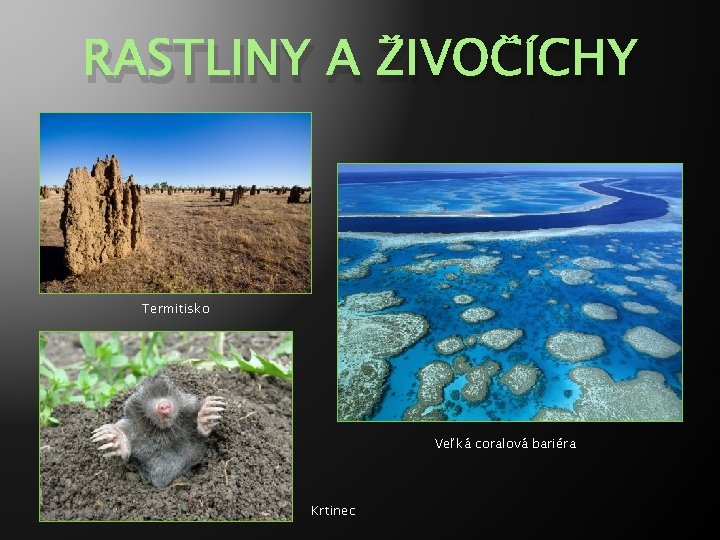 RASTLINY A ŽIVOČÍCHY Termitisko Veľká coralová bariéra Krtinec 