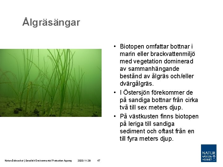 Ålgräsängar • Biotopen omfattar bottnar i marin eller brackvattenmiljö med vegetation dominerad av sammanhängande