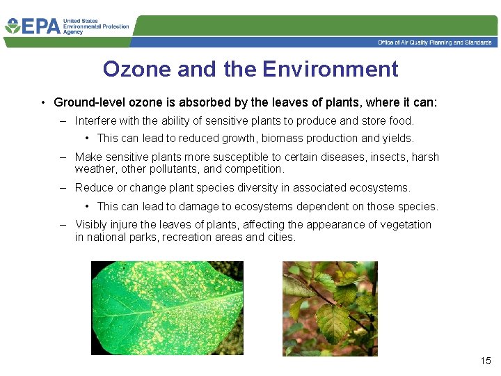 Ozone and the Environment • Ground-level ozone is absorbed by the leaves of plants,
