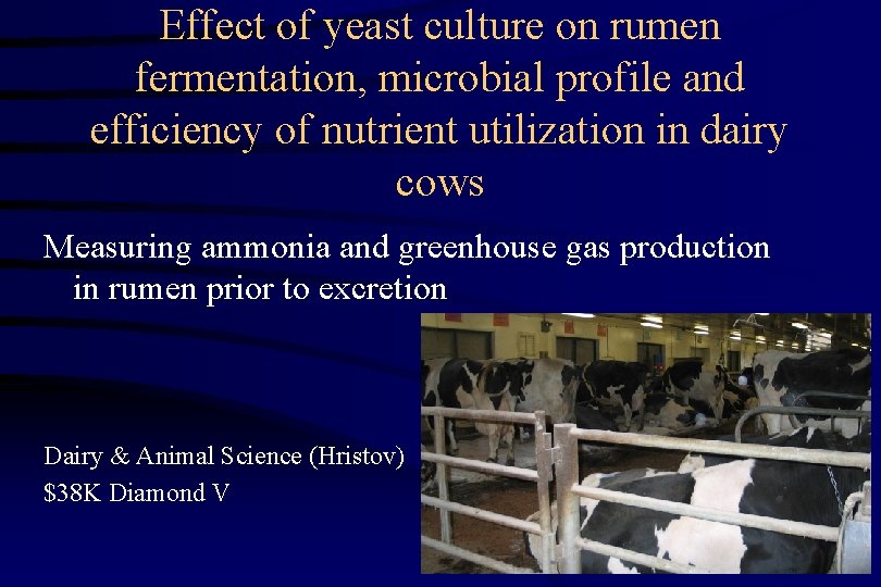 Effect of yeast culture on rumen fermentation, microbial profile and efficiency of nutrient utilization