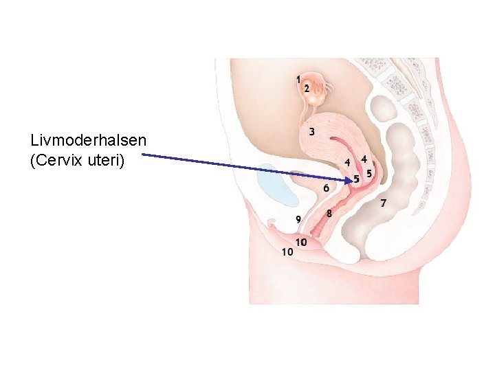 Livmoderhalsen (Cervix uteri) 