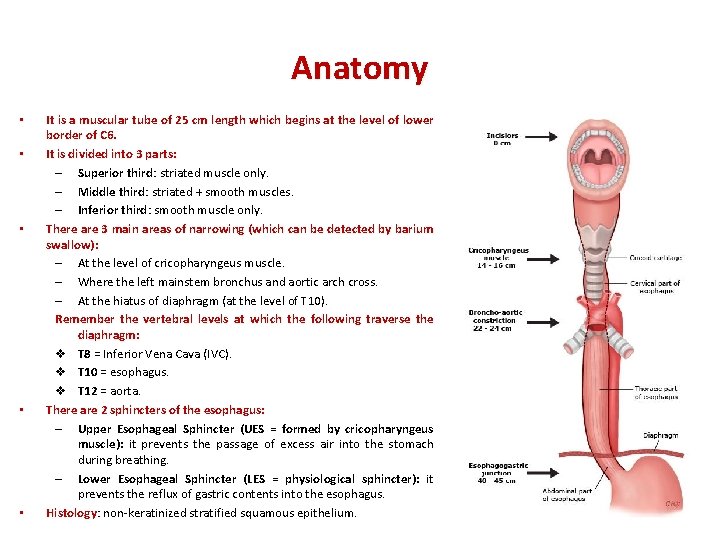 Anatomy • • • It is a muscular tube of 25 cm length which