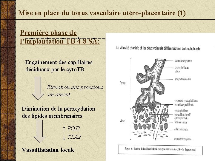 Mise en place du tonus vasculaire utéro-placentaire (1) Première phase de l’implantation TB 4