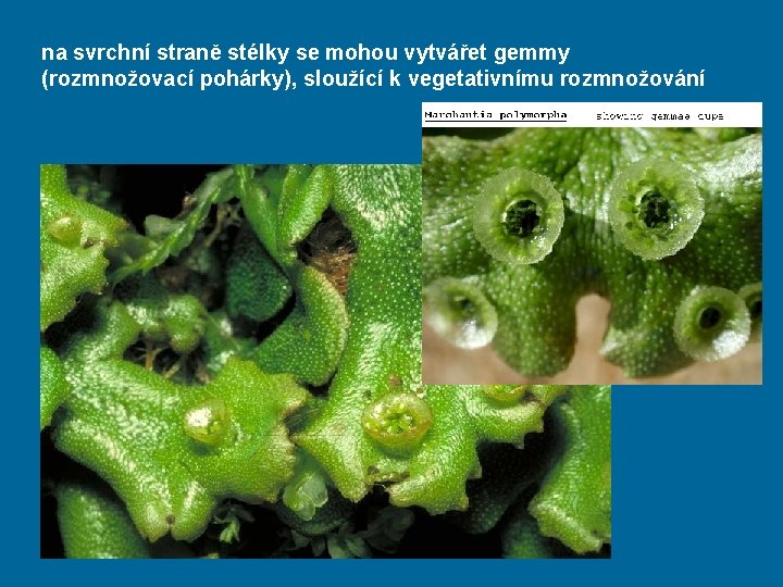na svrchní straně stélky se mohou vytvářet gemmy (rozmnožovací pohárky), sloužící k vegetativnímu rozmnožování