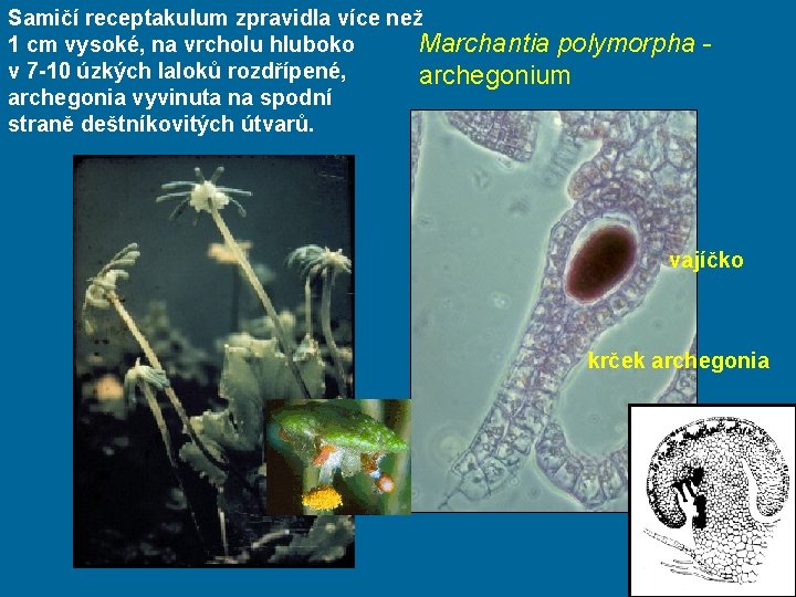 Samičí receptakulum zpravidla více než 1 cm vysoké, na vrcholu hluboko Marchantia polymorpha v