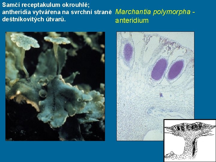 Samčí receptakulum okrouhlé; antheridia vytvářena na svrchní straně deštníkovitých útvarů. Marchantia polymorpha anteridium 