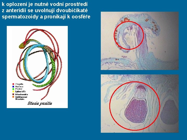 k oplození je nutné vodní prostředí z anteridíí se uvolňují dvoubičíkaté spermatozoidy a pronikají
