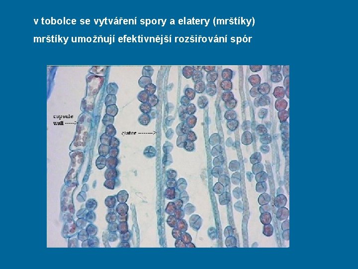 v tobolce se vytváření spory a elatery (mrštíky) mrštíky umožňují efektivnější rozšiřování spór 