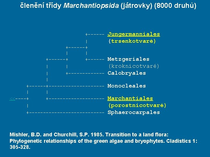 členění třídy Marchantiopsida (játrovky) (8000 druhů) +-----| +------+ | | +------+ +-----| | |