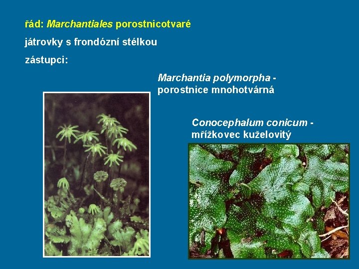 řád: Marchantiales porostnicotvaré játrovky s frondózní stélkou zástupci: Marchantia polymorpha porostnice mnohotvárná Conocephalum conicum