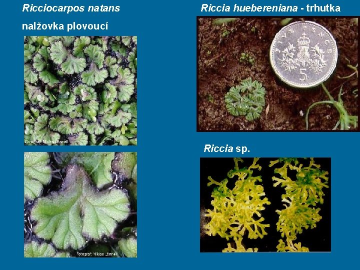 Ricciocarpos natans Riccia huebereniana - trhutka nalžovka plovoucí Riccia sp. 
