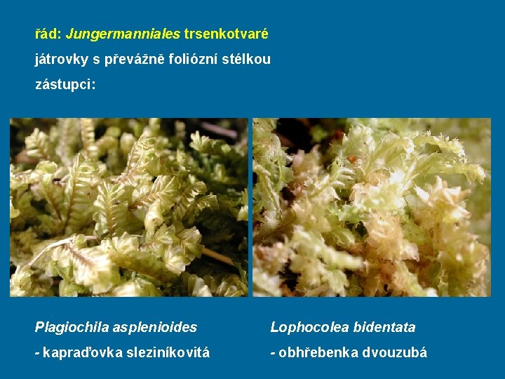 řád: Jungermanniales trsenkotvaré játrovky s převážně foliózní stélkou zástupci: Plagiochila asplenioides Lophocolea bidentata -