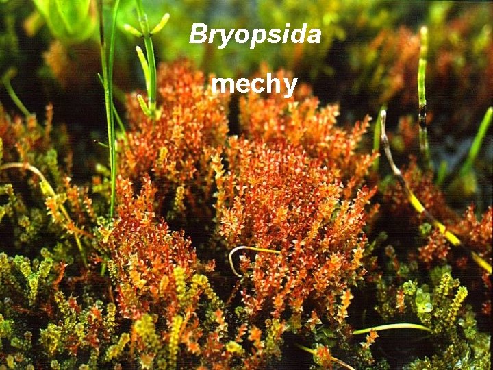 Bryopsida mechy 