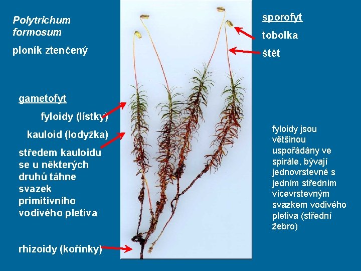 Polytrichum formosum sporofyt ploník ztenčený štět tobolka gametofyt fyloidy (lístky) kauloid (lodyžka) středem kauloidu