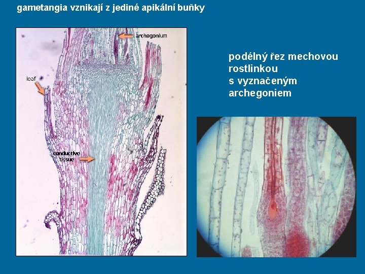 gametangia vznikají z jediné apikální buňky podélný řez mechovou rostlinkou s vyznačeným archegoniem 