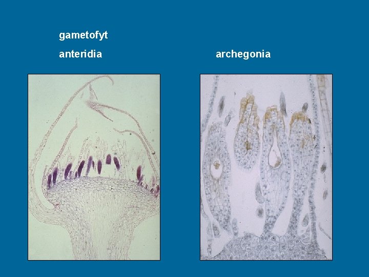 gametofyt anteridia archegonia 