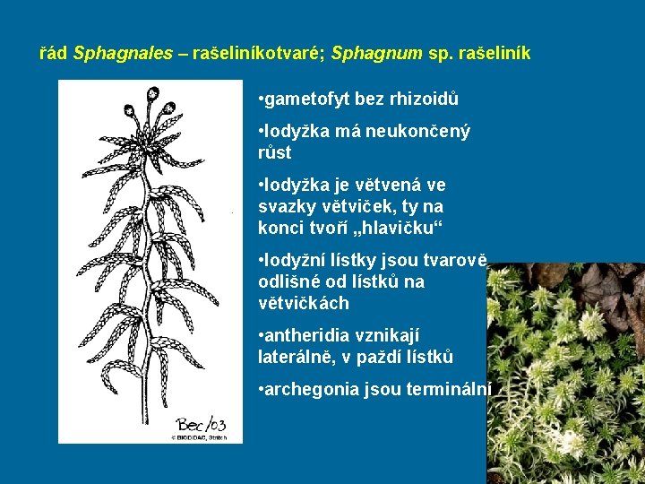 řád Sphagnales – rašeliníkotvaré; Sphagnum sp. rašeliník • gametofyt bez rhizoidů • lodyžka má