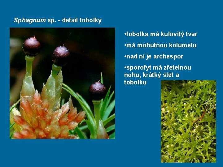 Sphagnum sp. - detail tobolky • tobolka má kulovitý tvar • má mohutnou kolumelu