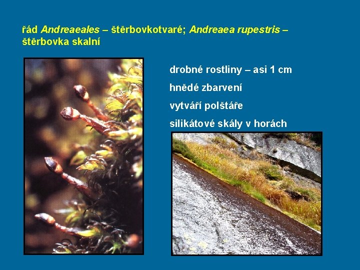 řád Andreaeales – štěrbovkotvaré; Andreaea rupestris – štěrbovka skalní drobné rostliny – asi 1
