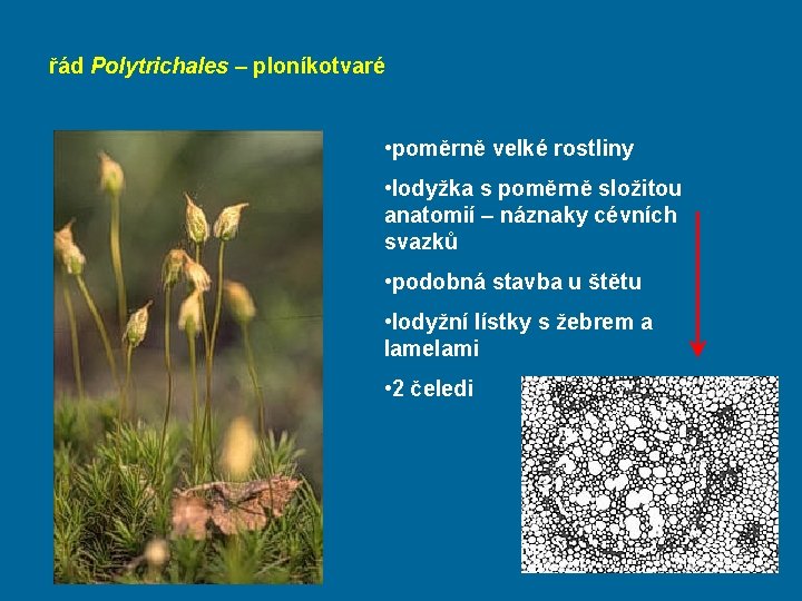 řád Polytrichales – ploníkotvaré • poměrně velké rostliny • lodyžka s poměrně složitou anatomií