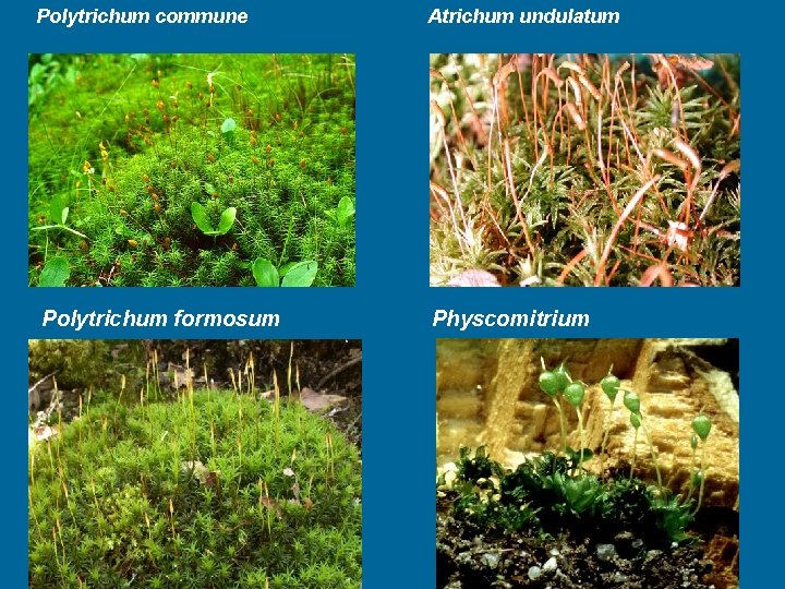 Polytrichum commune Polytrichum formosum Atrichum undulatum Physcomitrium 