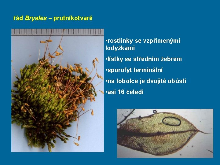 řád Bryales – prutníkotvaré • rostlinky se vzpřímenými lodyžkami • lístky se středním žebrem