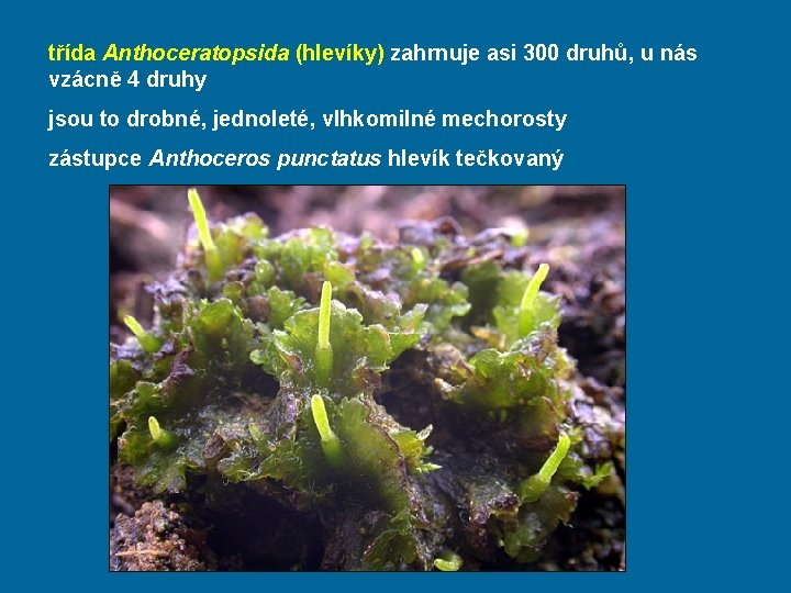 třída Anthoceratopsida (hlevíky) zahrnuje asi 300 druhů, u nás vzácně 4 druhy jsou to