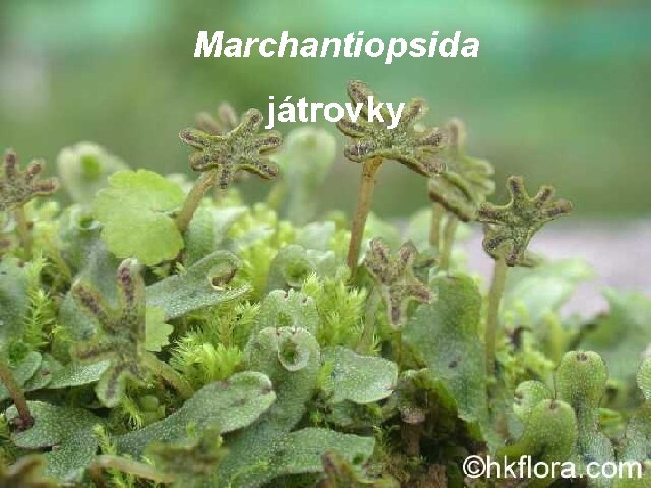 Marchantiopsida játrovky 