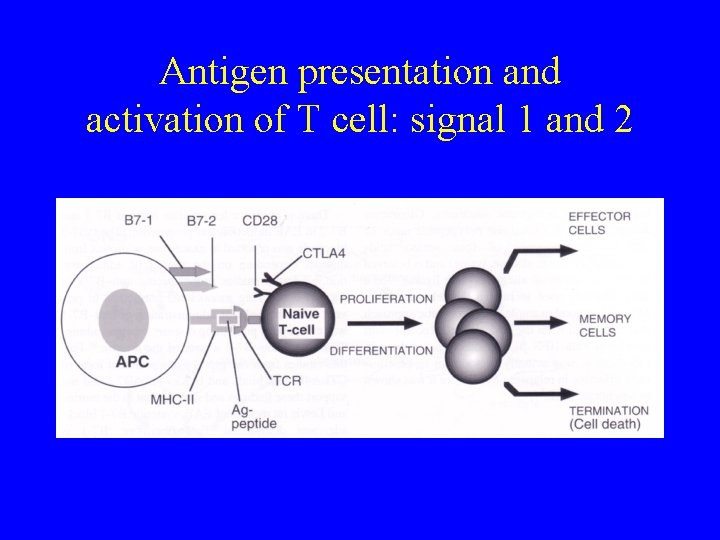 Antigen presentation and activation of T cell: signal 1 and 2 