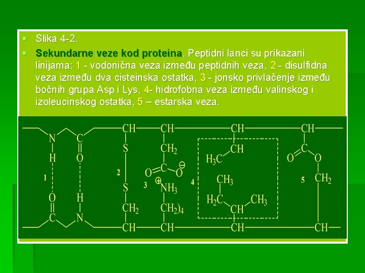 § Slika 4 -2. § Sekundarne veze kod proteina. Peptidni lanci su prikazani linijama: